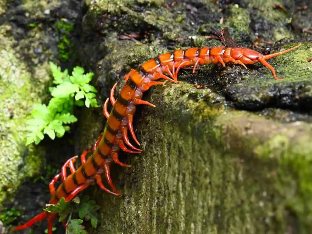 why you should never kill a house centipede