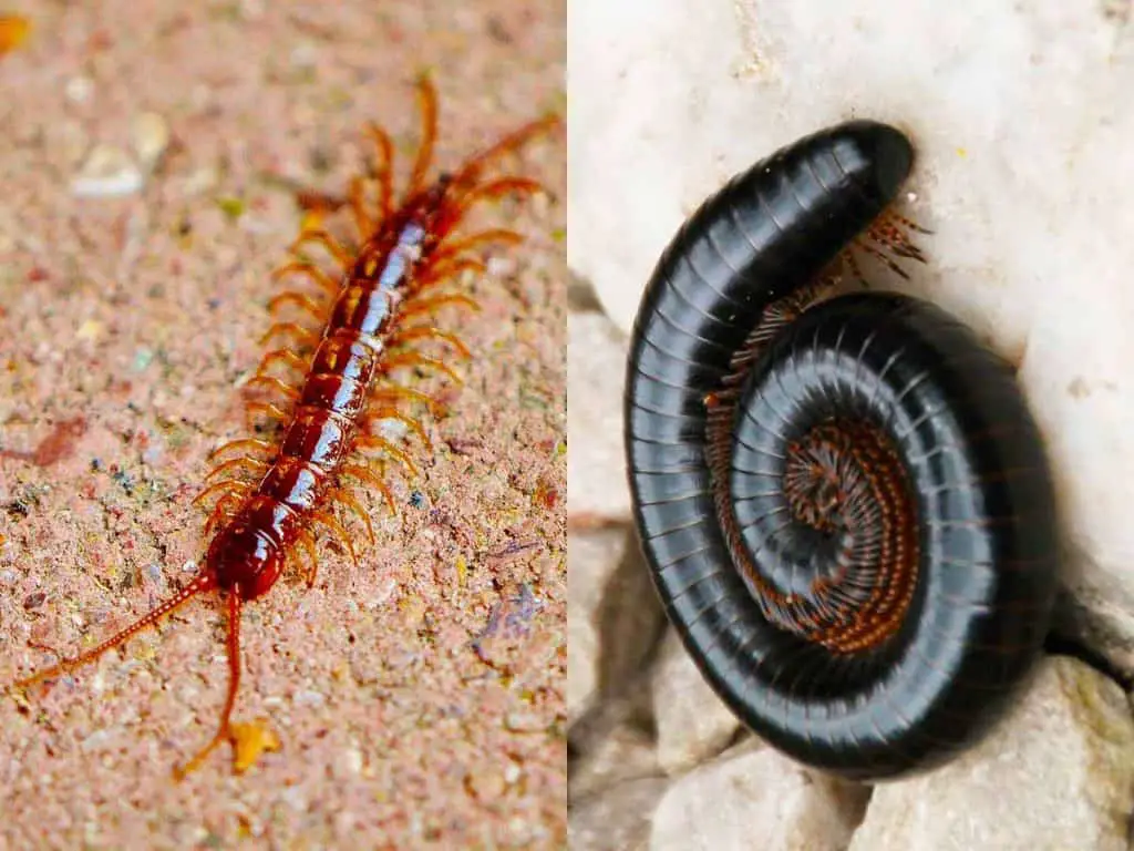 centipede vs millipede