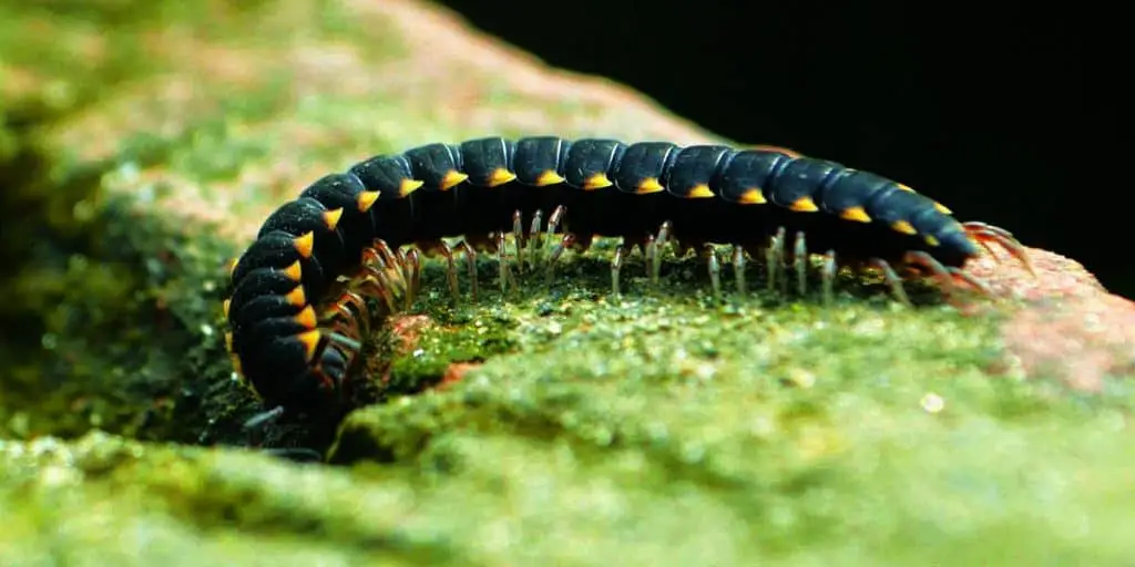 how to get rid of millipedes indoors