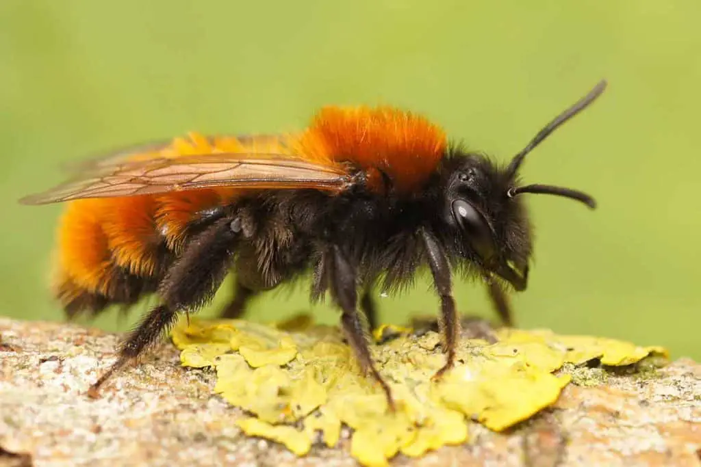 get rid of mining bees naturally