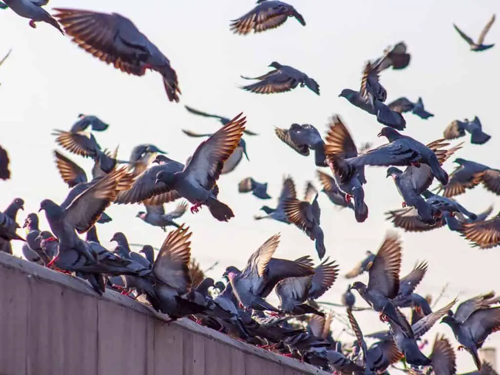 get rid of pigeons on roof balcony window sill attic garden