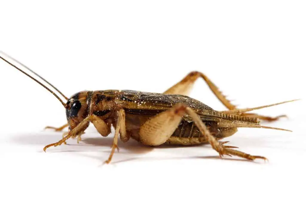 getting rid of crickets in the house and yard