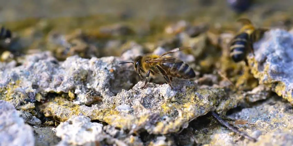 getting rid of ground bees