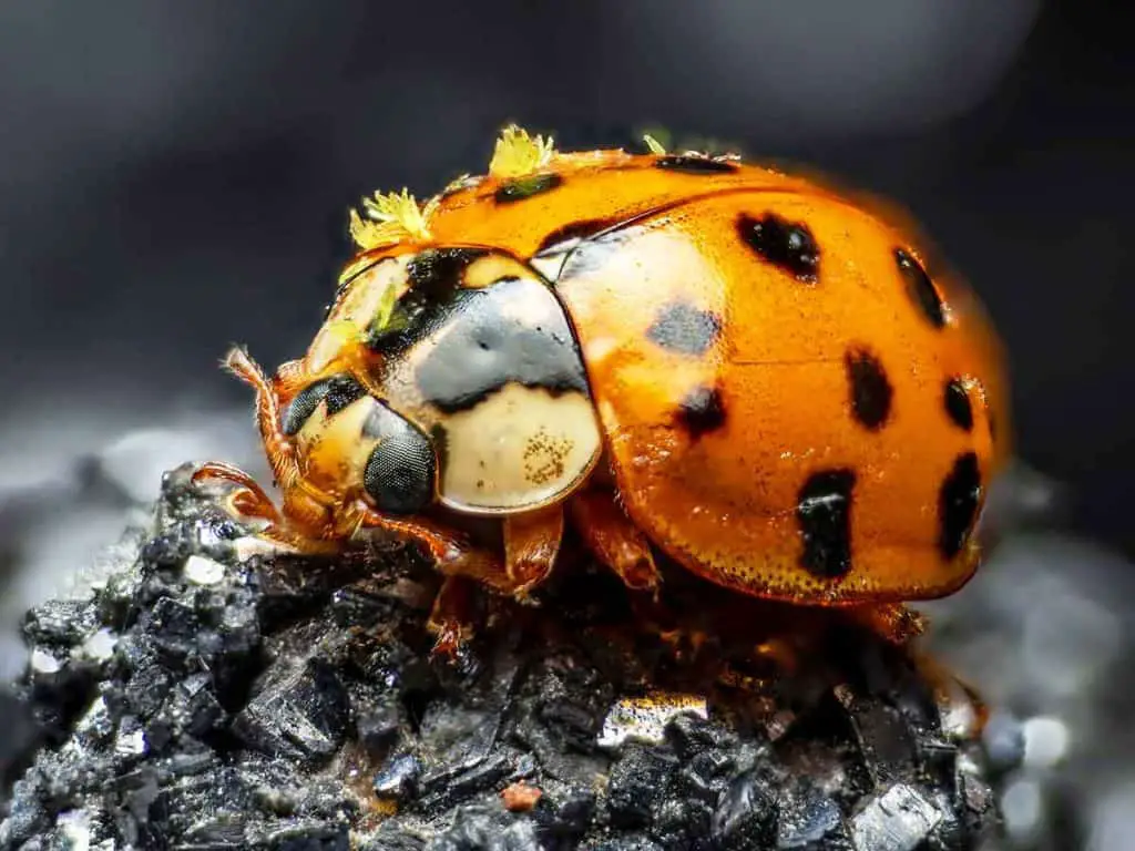 how to get rid of asian lady beetles in your house