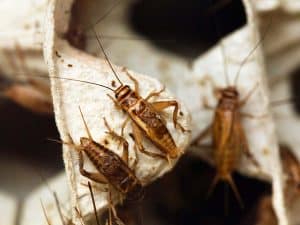 Get Rid of Crickets (5 Effective Ways)