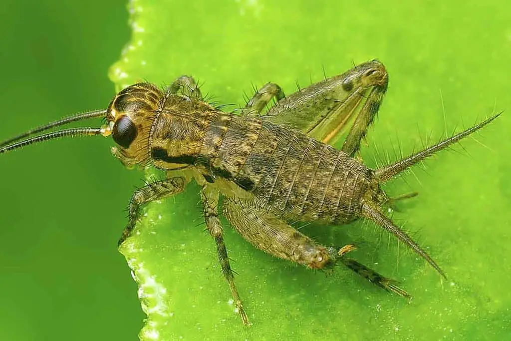 how to get rid of crickets in the house garden basement walls roof