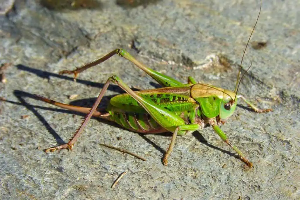 how to get rid of crickets naturally