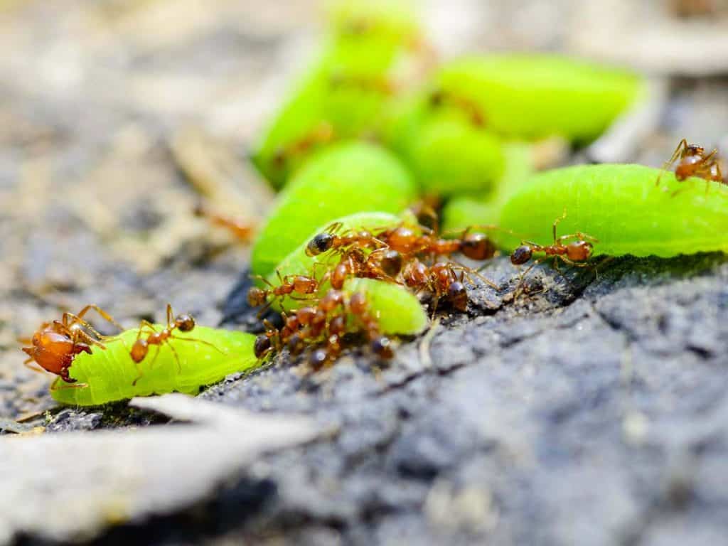 how to get rid of fire ants