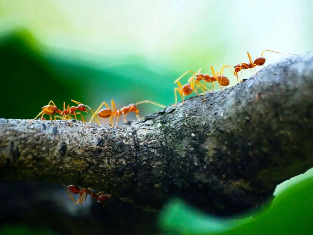 how to get rid of fire ants in the yard naturally