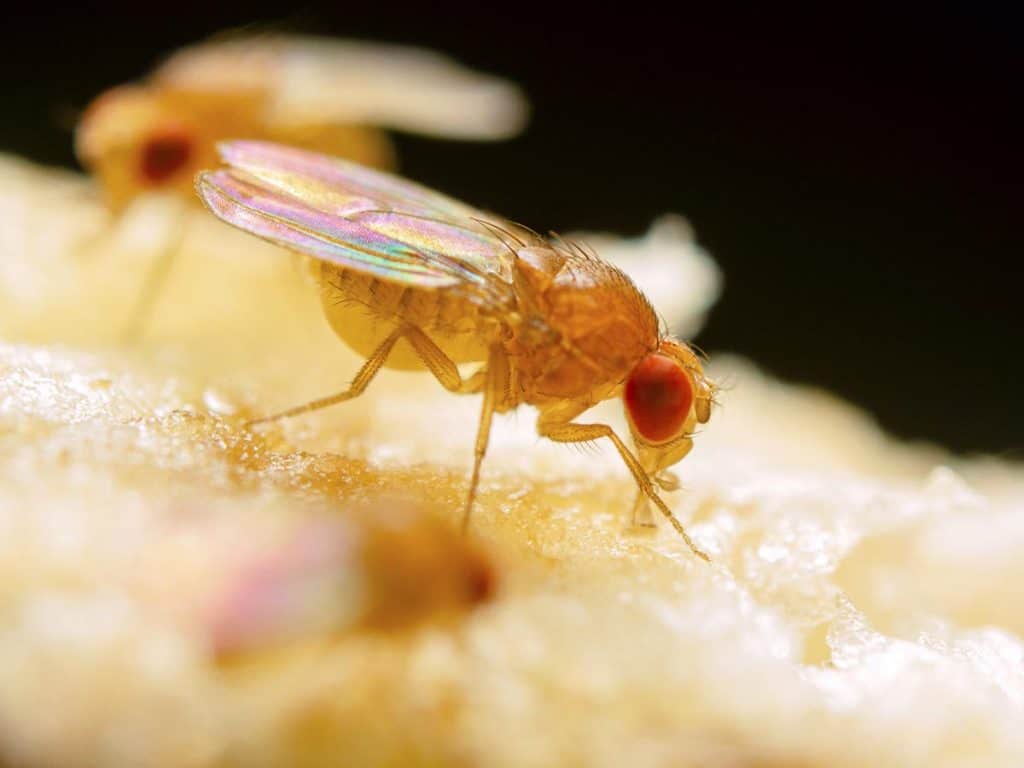 how to get rid of fruit flies