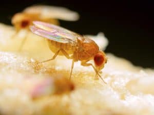 Killing Fruit Flies (6 DIY + 4 Products) & Prevention Tips