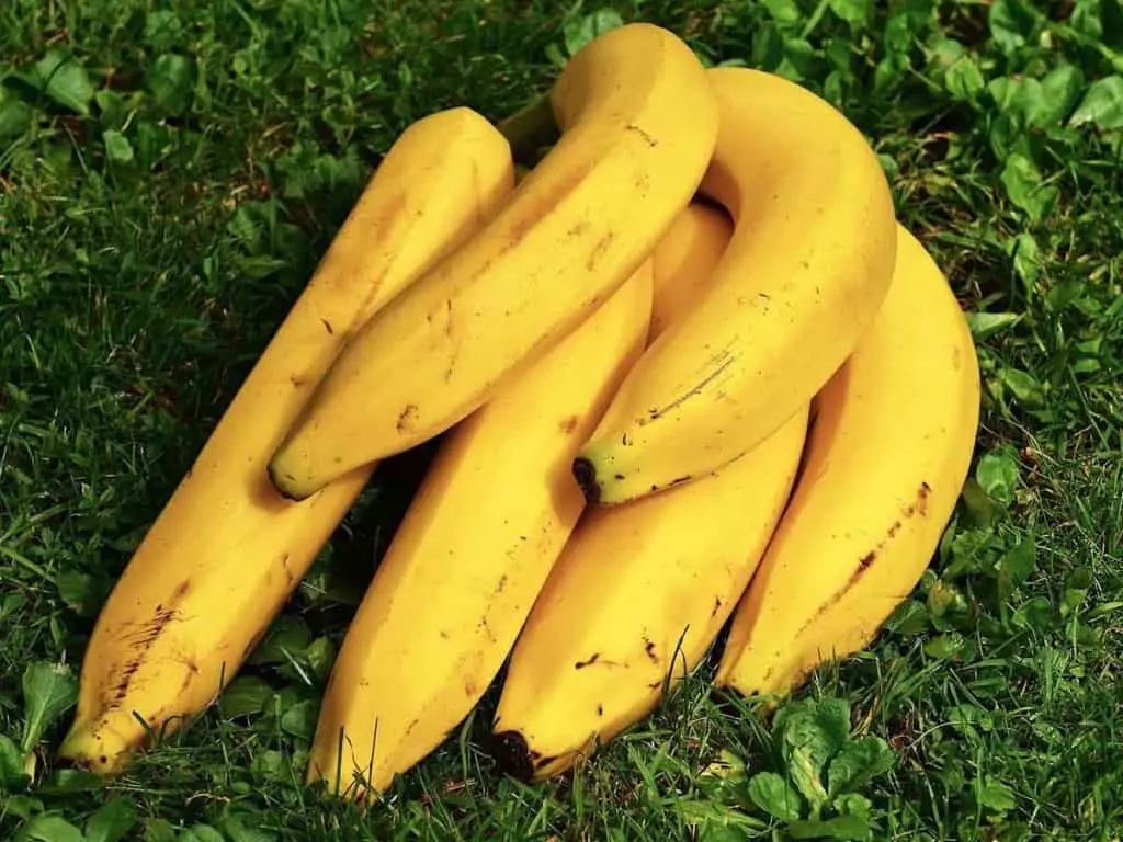 how to get rid of fruit flies on bananas