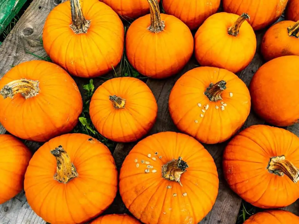 how to get rid of fruit flies on pumpkins