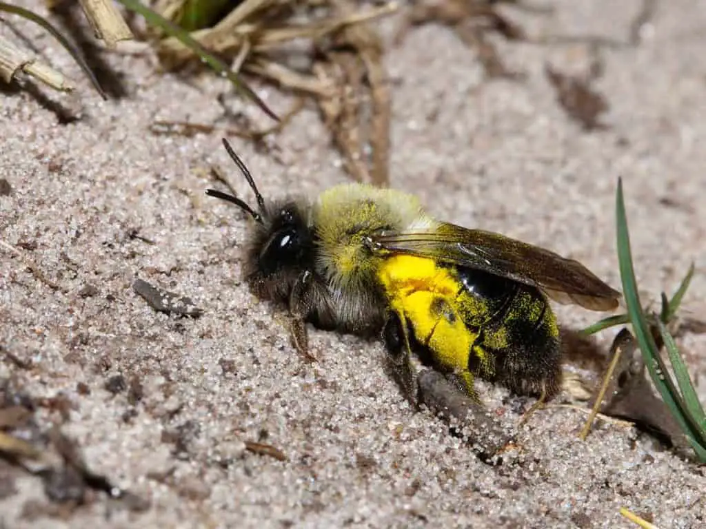 how to get rid of ground bees