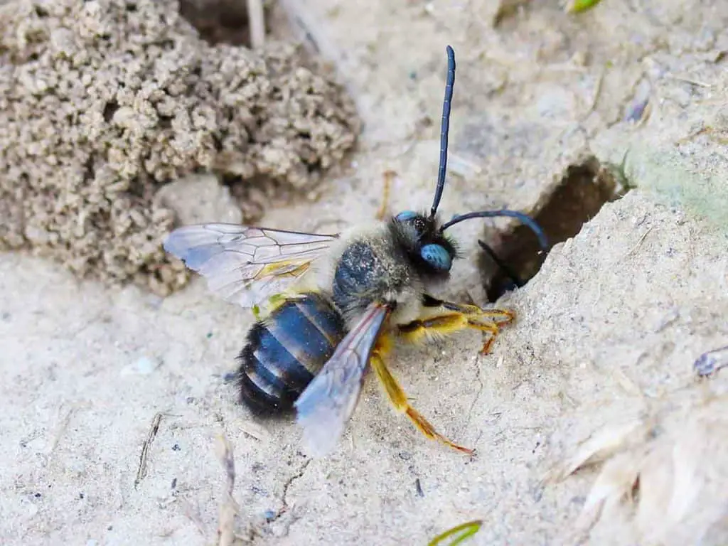 how to get rid of ground bees with gas