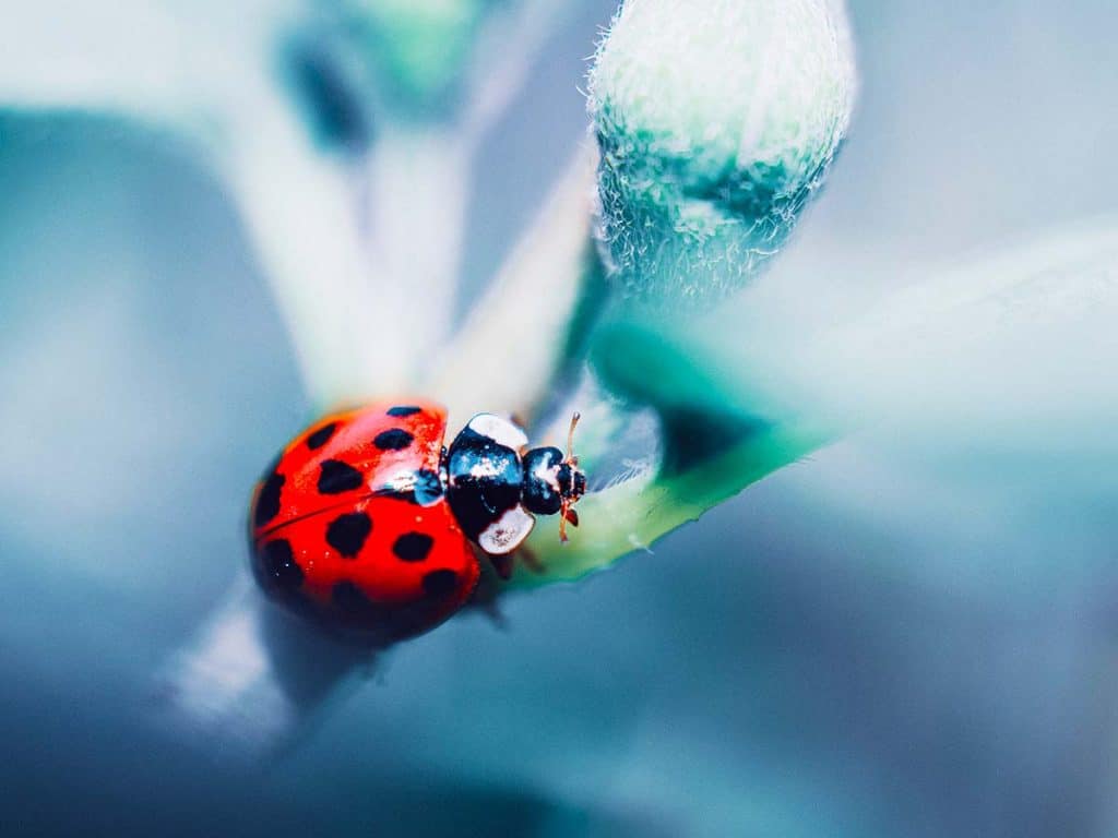 how to get rid of ladybugs