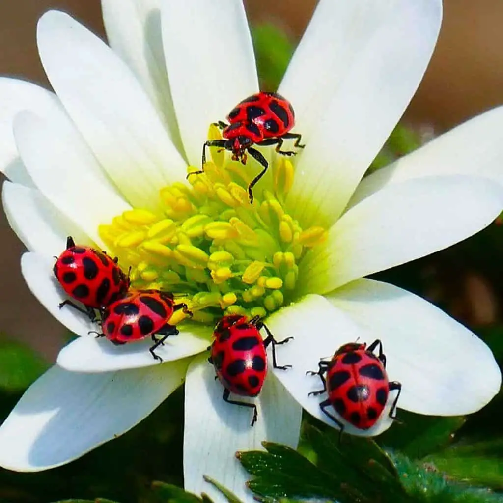 how to get rid of ladybugs naturally without killing them