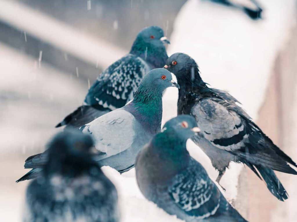 how to get rid of pigeons without hurting them