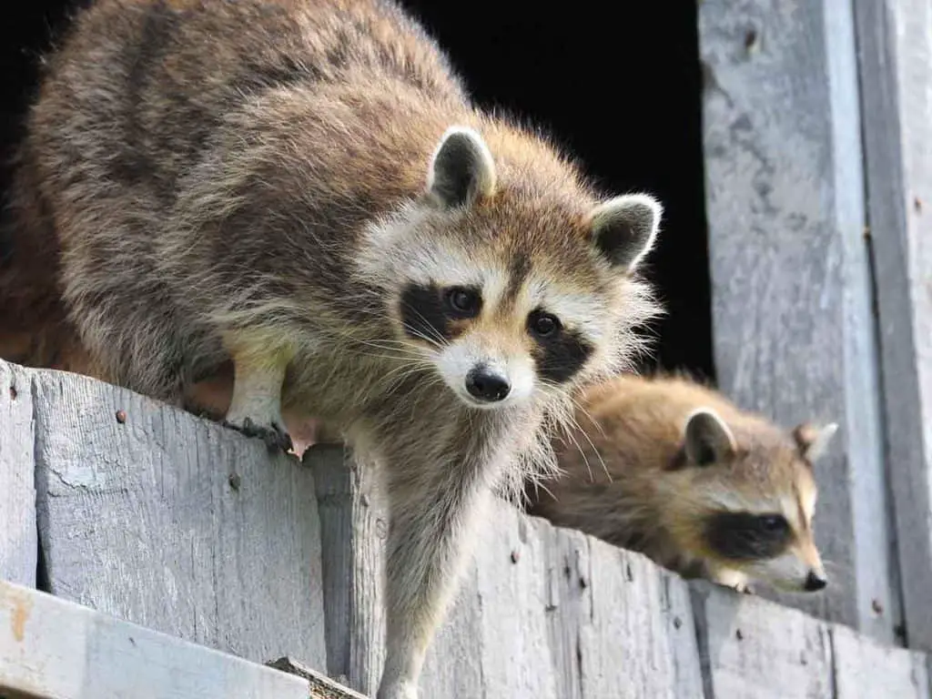 how to get rid of raccoons