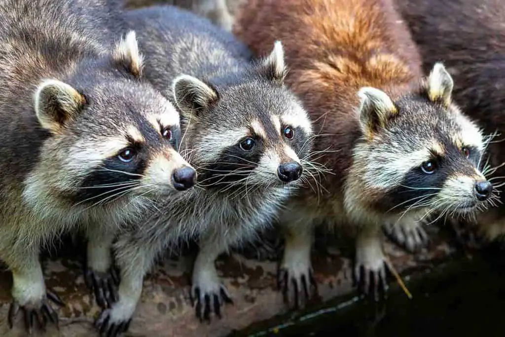 how to get rid of raccoons in attic yard ceiling garage