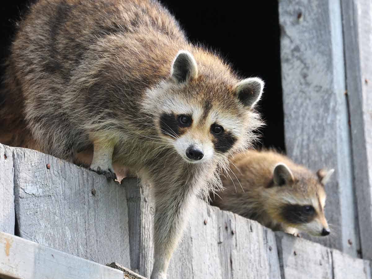 4 Raccoon Problem Areas Detect, Remove & Prevent