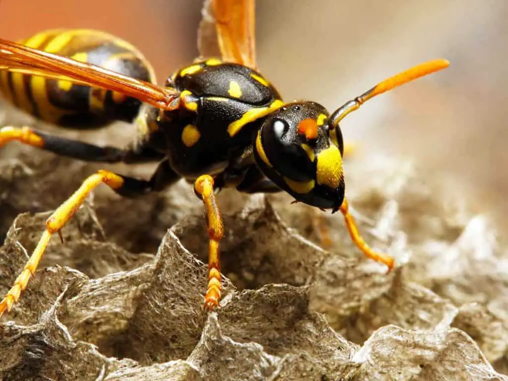 how to get rid of yellow jackets in the ground fast