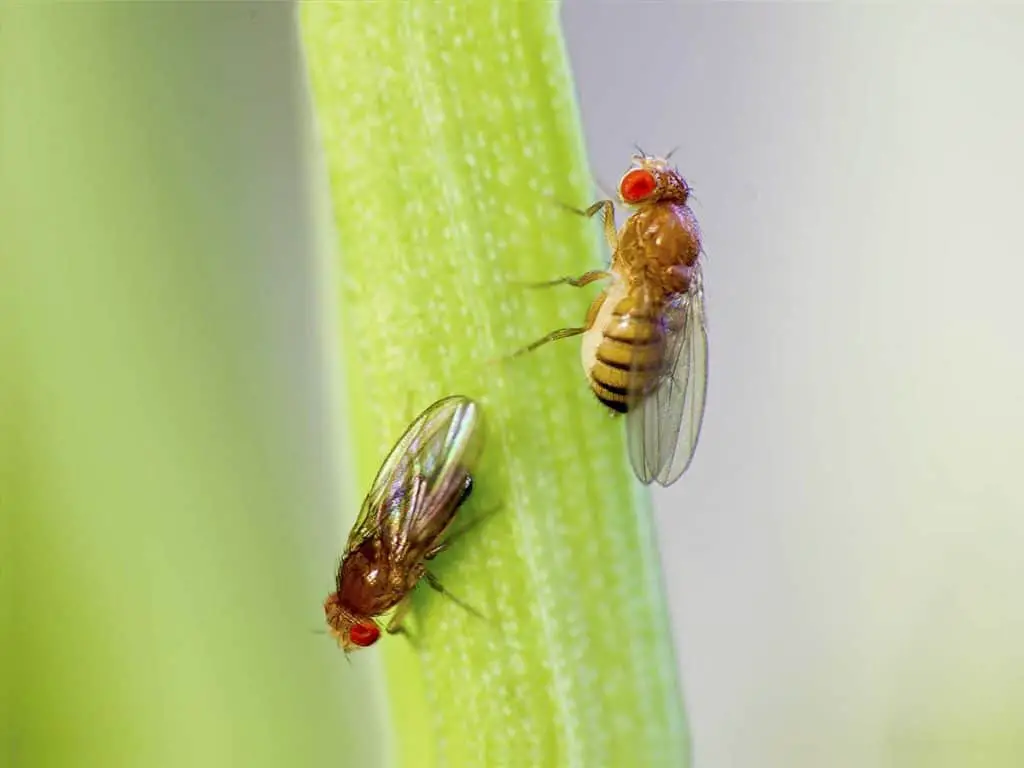 how to repel fruit flies naturally
