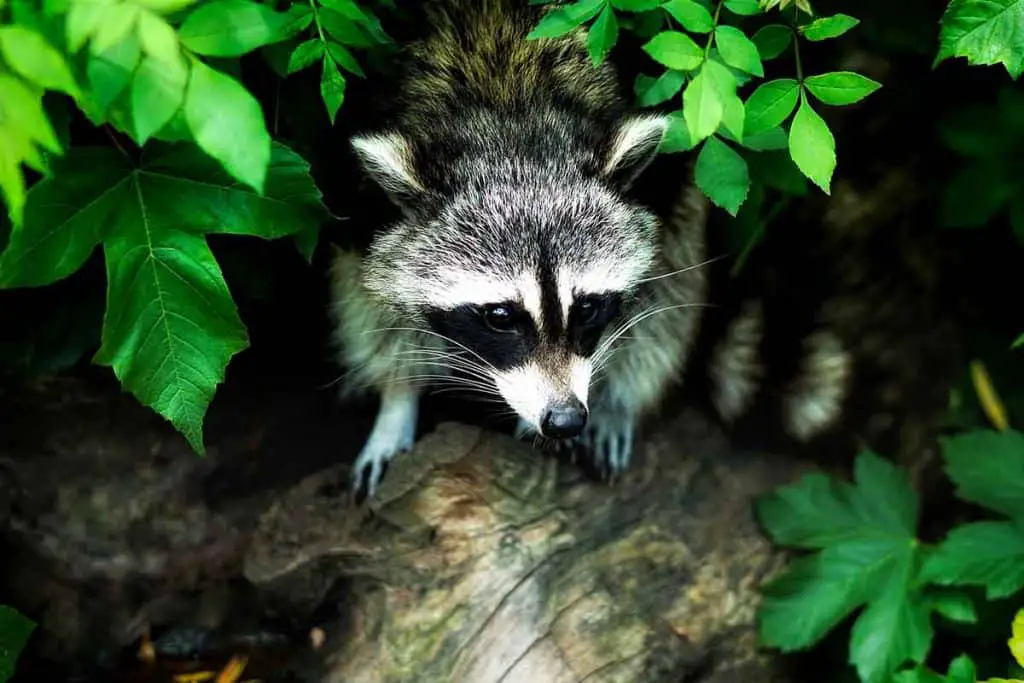 natural solutions to get rid of raccoons