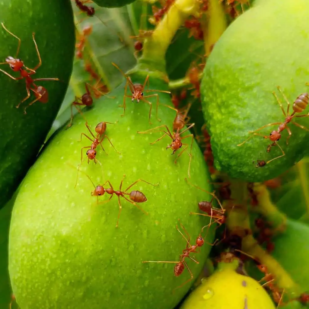 natural ways to get rid of fire ants in the house