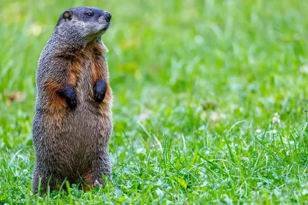 best ways to get rid of groundhogs