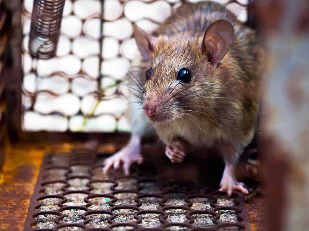 best ways to get rid of rats