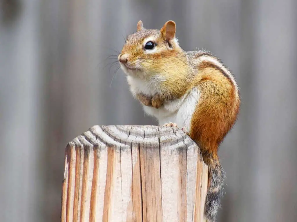 getting rid of chipmunks in the attic and ceiling