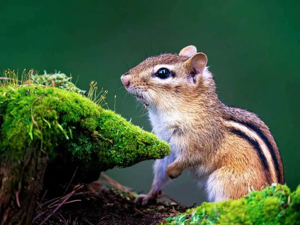 how to get rid of chipmunks