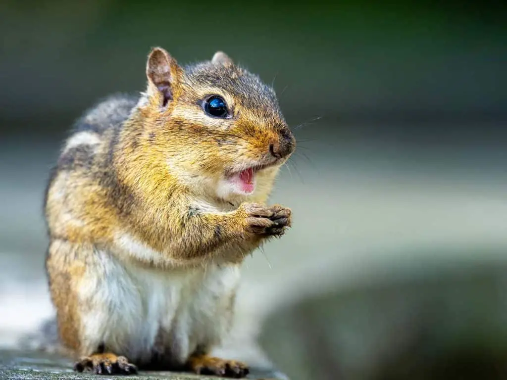 how to get rid of chipmunks without harming them
