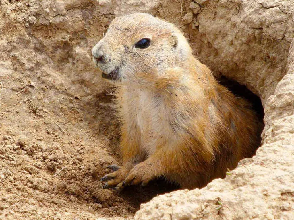 how to get rid of groundhogs without harming them