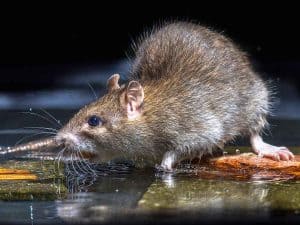 Get Rid of Rats (3 Lethal Ways!)