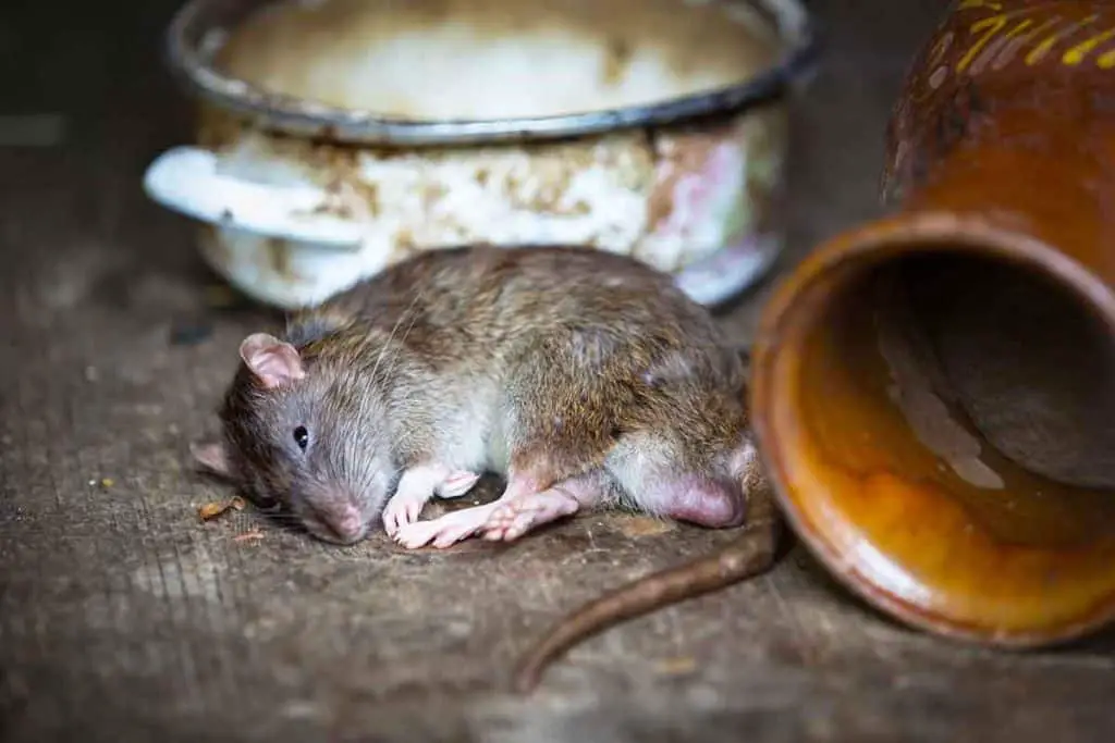how to get rid of rats in the kitchen