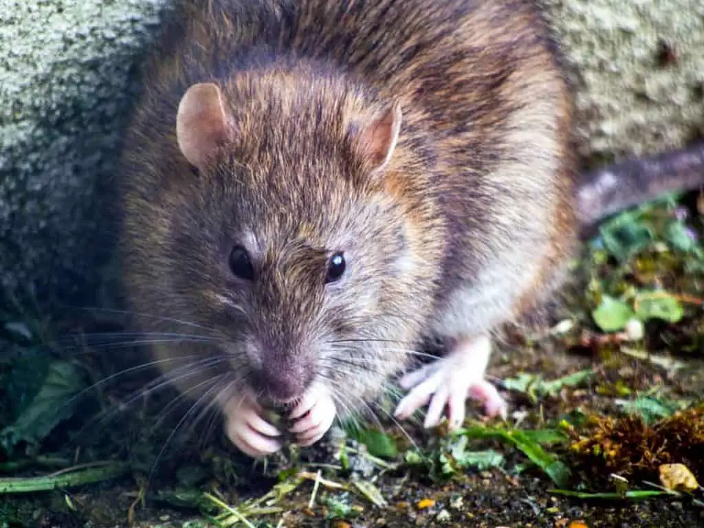 how to get rid of rats in the yard