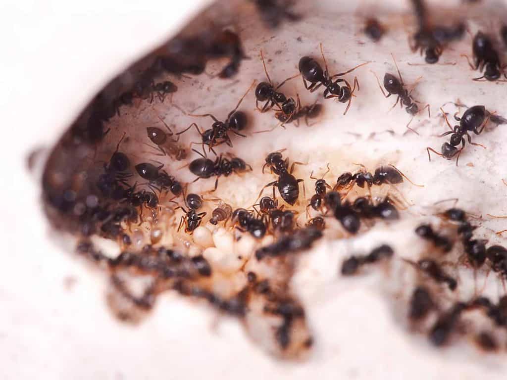 how to get rid of sugar ants