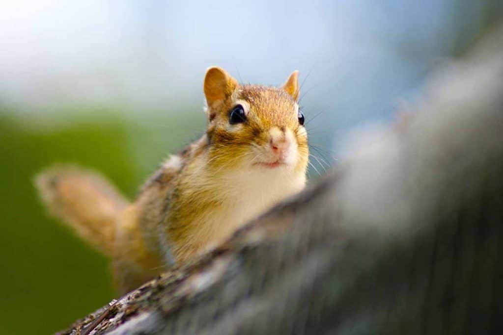 how to keep chipmunks out of flower beds and vegetable garden