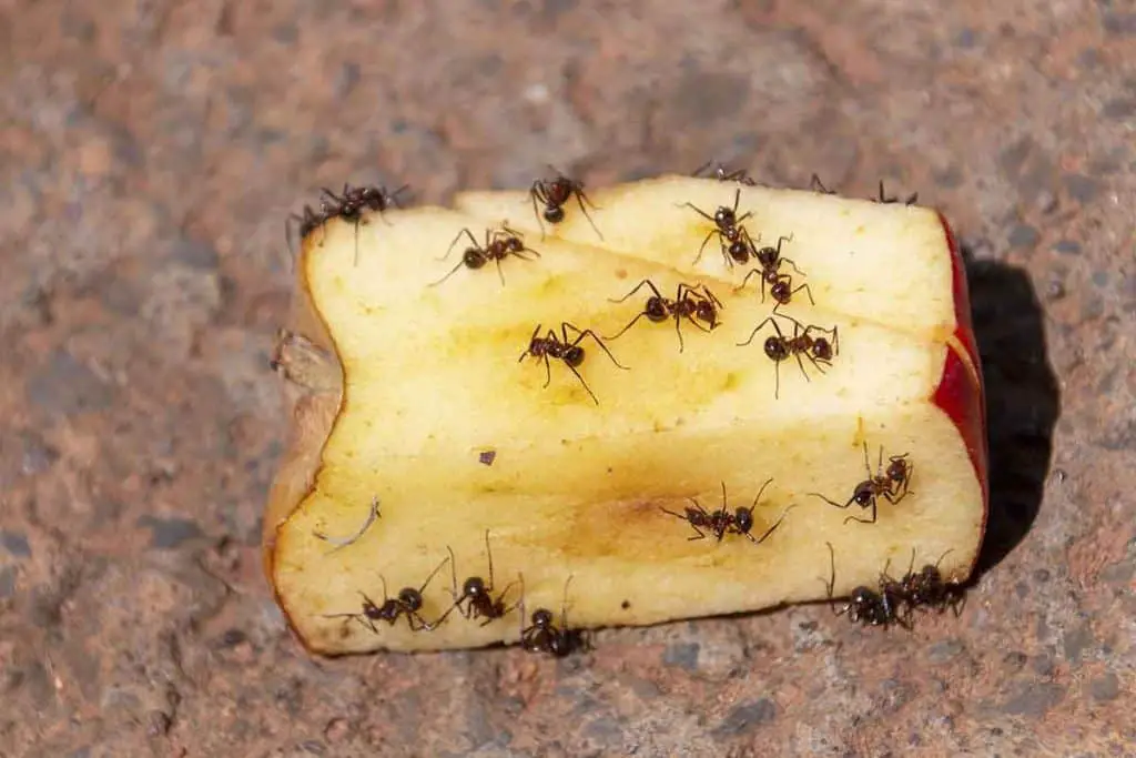 how to kill sugar ant colony
