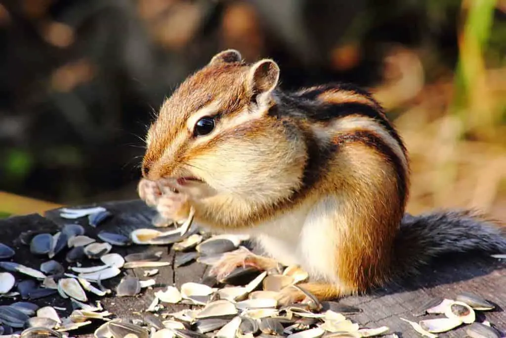 how to prevent chipmunks from fruits flowers vegetable