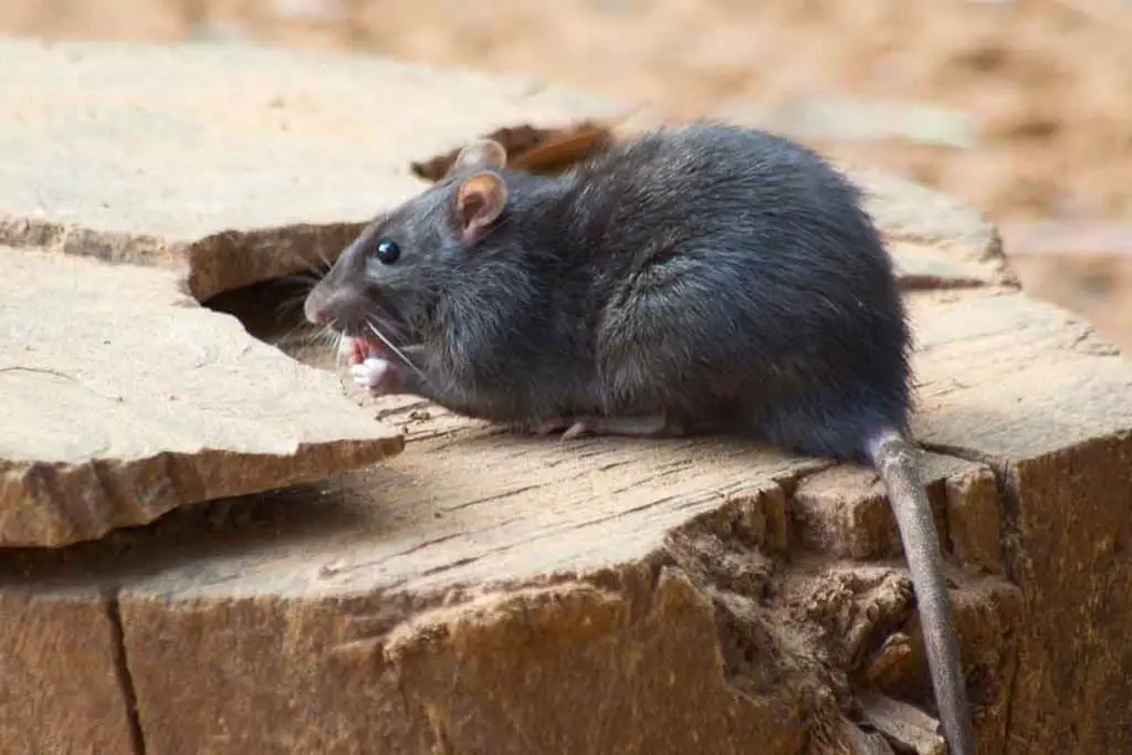 how to prevent rats from entering your yard and home