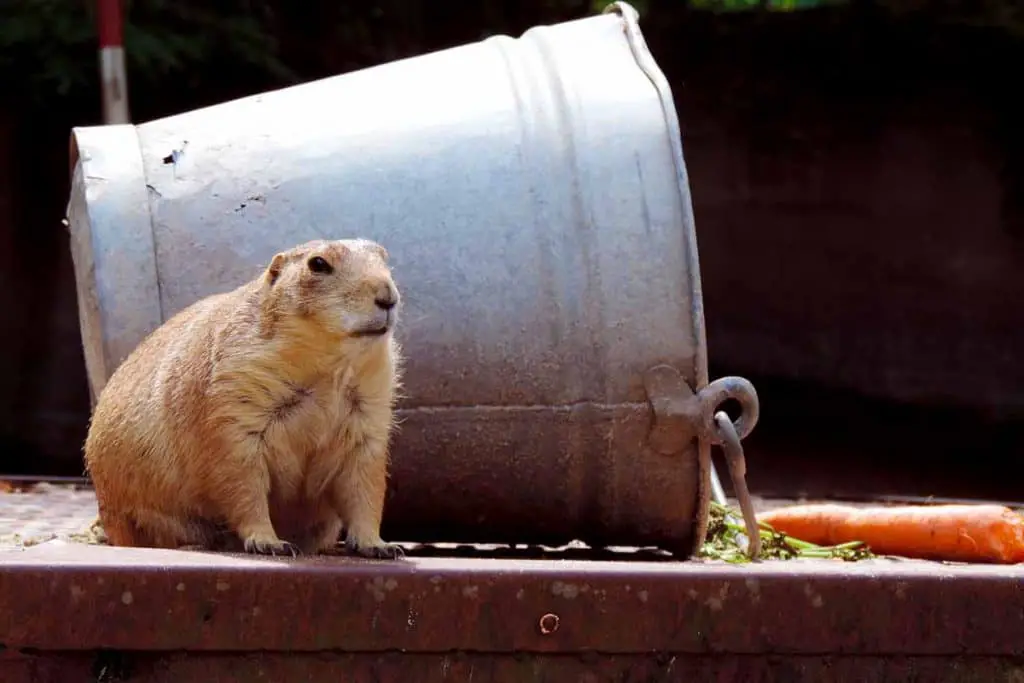 natural remedy for groundhogs