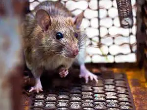 5 Best Rat Poisons [2022 GUIDE]