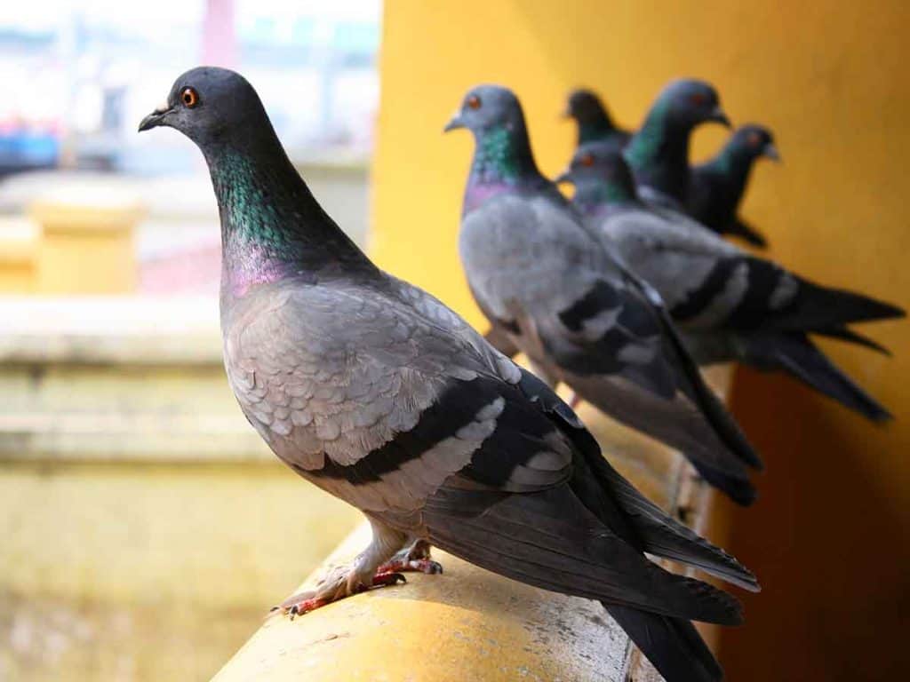 why do pigeons come to my balcony