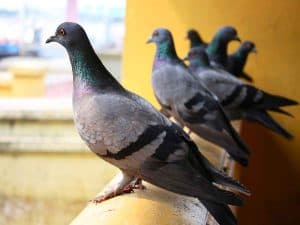 What Attracts Pigeons to Balconies? (9 Facts +Deterrence Tips)